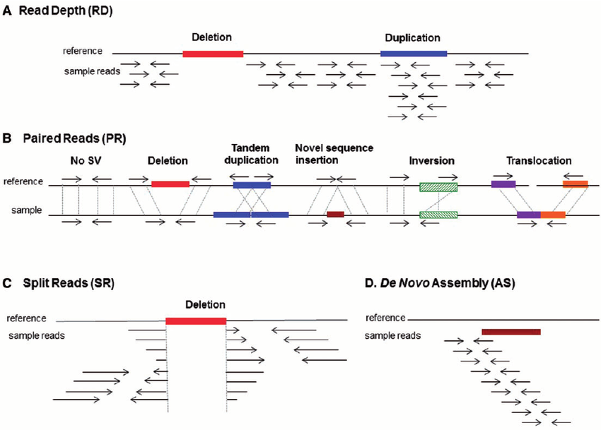 Strategies-for-structural-variant-SV-detection-A-Read-depth-Reads-are-aligned